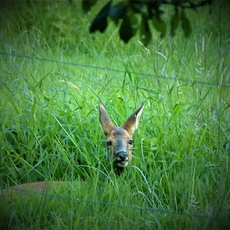 וילה Clos Des Loriots *