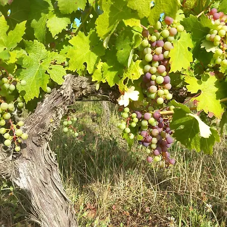 וילה Clos Des Loriots Queyrac