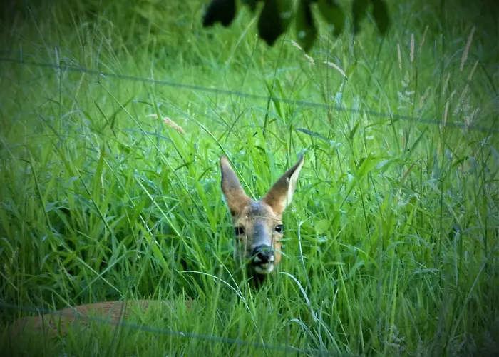 빌라 Clos Des Loriots *